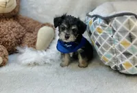 Taco , a male Morkie for sale in Birch Tree, MO – 4 of 5