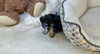 Taco , a male Morkie for sale in Birch Tree, MO – 5 of 5