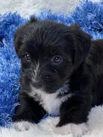 Twiggy, a male Yorkipoo for sale in Birch Tree, MO – 2 of 9