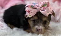Claire, a female Morkie for sale in Birch Tree, MO – 4 of 10
