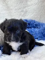 Twiggy, a male Yorkipoo for sale in Birch Tree, MO – 9 of 9
