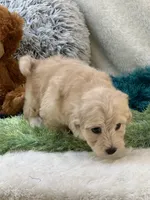 Freddy, a male Maltipoo for sale in Birch Tree, MO – 9 of 10