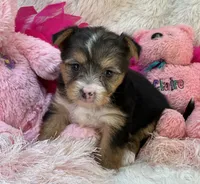 Claire, a female Morkie for sale in Birch Tree, MO – 5 of 10