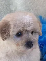 Lincoln, a male Morkie for sale in Birch Tree, MO – 2 of 10