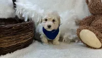 Wesley James, a male Maltipoo for sale in Birch Tree, MO – Photo 1 of 5