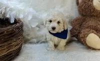 Wesley James, a male Maltipoo for sale in Birch Tree, MO – Photo 2 of 5
