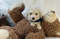 Wesley James, a male Maltipoo for sale in Birch Tree, MO – Photo 3 of 5