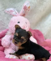 Charity, a female Morkie for sale in Birch Tree, MO – 7 of 8