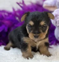 Tinker, a female Morkie for sale in Birch Tree, MO – 6 of 10