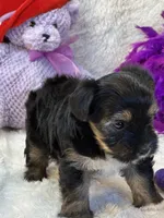 Twinkie, a female Yorkipoo for sale in Birch Tree, MO – 10 of 10
