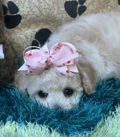 Zoomer, a female Bichpoo for sale in Birch Tree, MO – 2 of 10