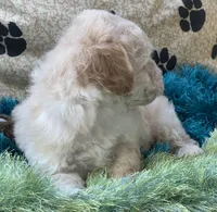 Ava Jean, a female Bichpoo for sale in Birch Tree, MO – 10 of 10
