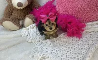 Eden, a female Morkie for sale in Birch Tree, MO – 3 of 5