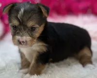 Claire, a female Morkie for sale in Birch Tree, MO – 6 of 10