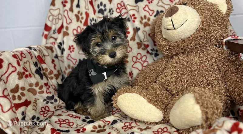 Copper – Yorkipoo puppy for sale in Birch Tree, MO