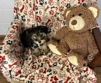 Copper, a male Yorkipoo for sale in Birch Tree, MO – Photo 5 of 5