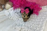 Eden, a female Morkie for sale in Birch Tree, MO – 5 of 5