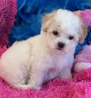 Butter Rose, a female Maltipoo for sale in Birch Tree, MO – 3 of 10