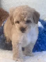 Chucky, a male Maltipoo for sale in Birch Tree, MO – 4 of 10