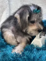 Dylan, a male Morkie for sale in Birch Tree, MO – 9 of 10