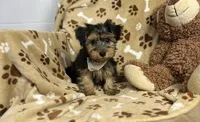 Pluto , a male Yorkipoo for sale in Birch Tree, MO – Photo 2 of 6