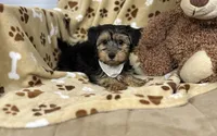 Pluto , a male Yorkipoo for sale in Birch Tree, MO – Photo 4 of 6