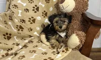 Pluto , a male Yorkipoo for sale in Birch Tree, MO – Photo 1 of 6