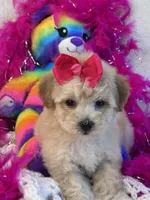 Twinkles, a female Maltipoo for sale in Birch Tree, MO – 6 of 10