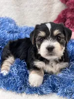Barney, a male Morkie for sale in Birch Tree, MO – 7 of 9
