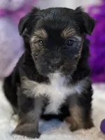 Twinkie, a female Yorkipoo for sale in Birch Tree, MO – 2 of 10
