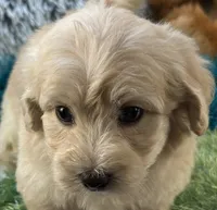 Freddy, a male Maltipoo for sale in Birch Tree, MO – 6 of 10
