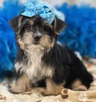 Banjo, a male Morkie for sale in Birch Tree, MO – 4 of 9