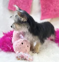 Ivy, a female Morkie for sale in Birch Tree, MO – 9 of 10