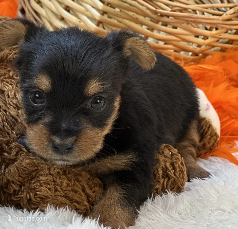 Blossom – Morkie puppy for sale in Birch Tree, MO