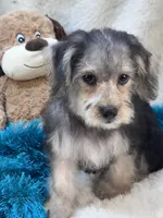 Dylan, a male Morkie for sale in Birch Tree, MO – 7 of 10
