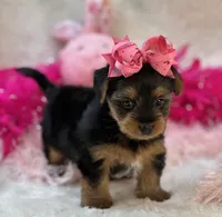 Porsha, a female Morkie for sale in Birch Tree, MO – 8 of 10