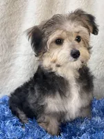 Festus, a male Morkie for sale in Birch Tree, MO – 3 of 10