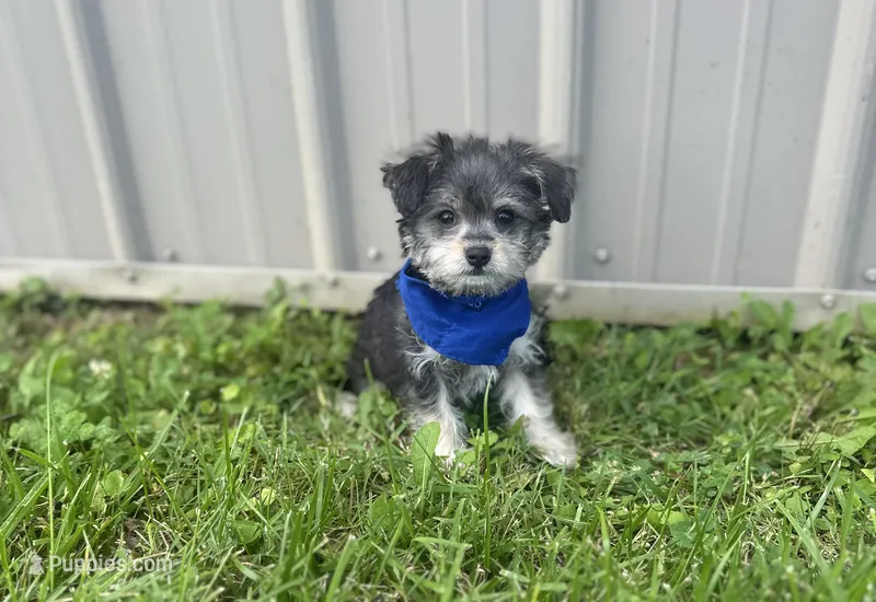 Taco  – Morkie puppy for sale in Birch Tree, MO