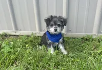 Taco , a male Morkie for sale in Birch Tree, MO – 1 of 6