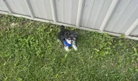 Taco , a male Morkie for sale in Birch Tree, MO – 3 of 6