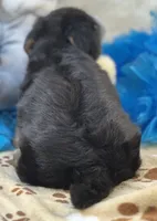 Oliver, a male Shorkie for sale in Birch Tree, MO – 7 of 10