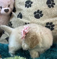 Zoomer, a female Bichpoo for sale in Birch Tree, MO – 4 of 10