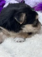 Sweet Cookie, a female Morkie for sale in Birch Tree, MO – 3 of 10