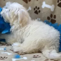 Chip, a male Maltese for sale in Birch Tree, MO – 2 of 10