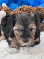 Tonka, a male Yorkipoo for sale in Birch Tree, MO – 7 of 10