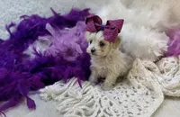 processed/1453eafa-b5a2-48d3-9c90-9afc2a8afca8/listing/ac22b86e-3487-4de4-b722-d84f4f9292cd/daf4c624-7e1d-40aa-b8bb-d1e0da41b4a2