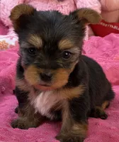 Charity, a female Morkie for sale in Birch Tree, MO – 5 of 8