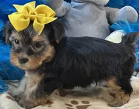 Sweet Winston, a male Yorkipoo for sale in Birch Tree, MO – 7 of 10