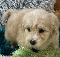 Freddy, a male Maltipoo for sale in Birch Tree, MO – 2 of 10