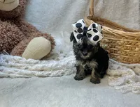 Muffin , a female Morkie for sale in Birch Tree, MO – 4 of 5